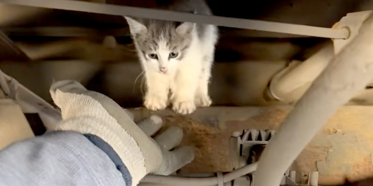 A Truck Driver Heard A Desperate Cry From His Rig. He Found The Co-Pilot He Never Knew He Needed.