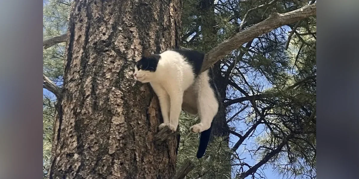 Archie The Cat Took On A Grand Canyon Pine Tree. The Tree Was Winning, Until The Firefighters Arrived.