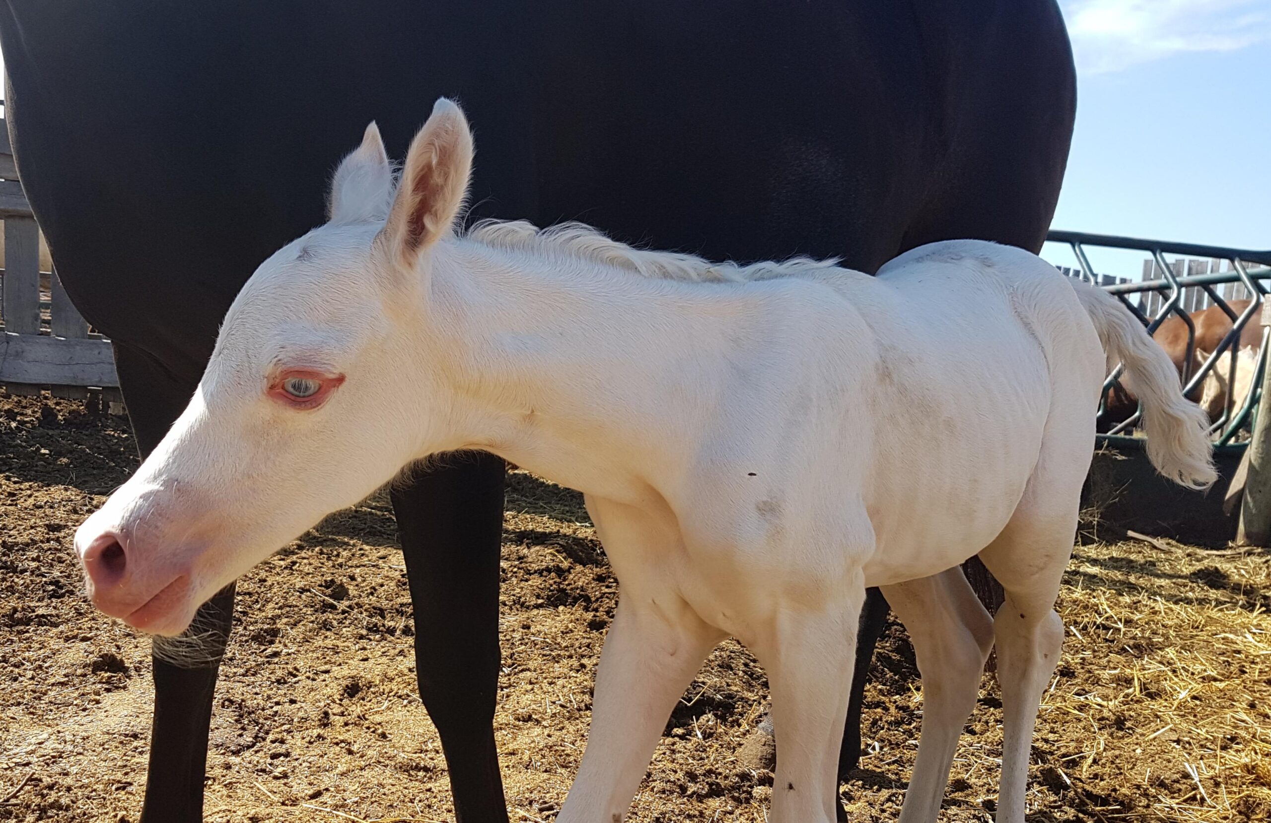 The Foal Who Wasn’t Supposed to Exist