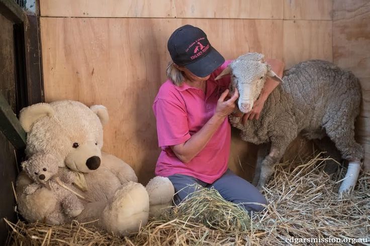 The Unbreakable Bond Between a Woman and the Injured Lamb She Rescued.
