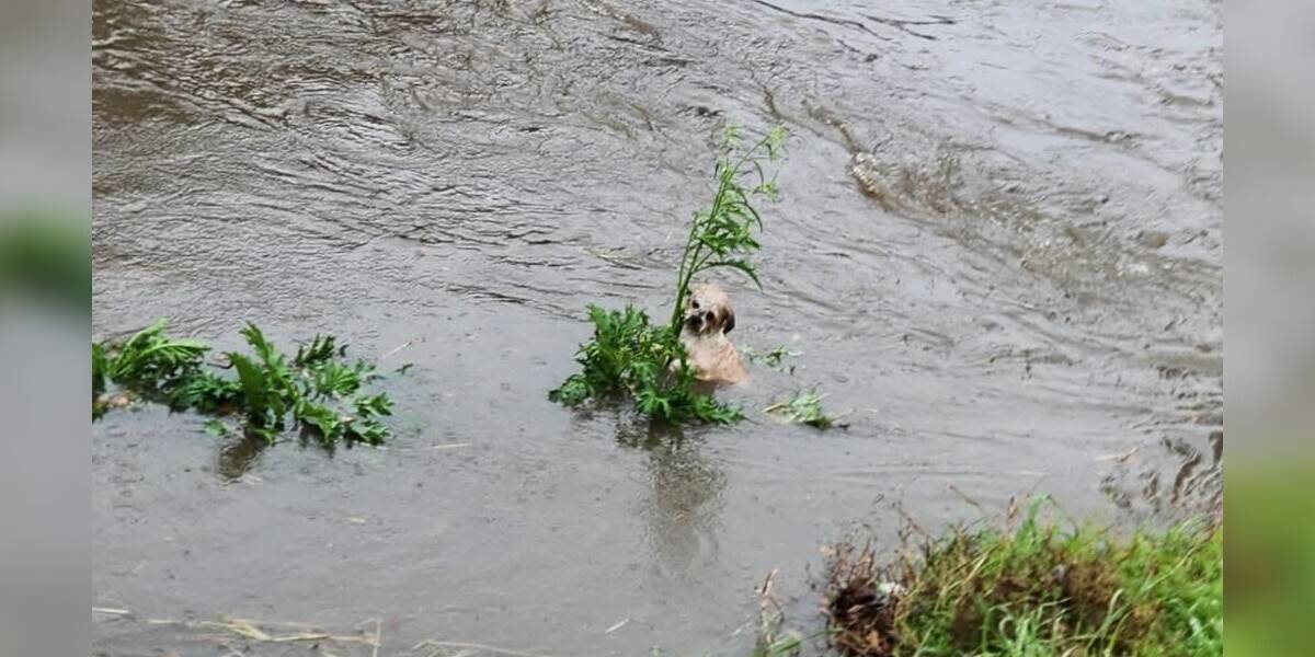 Tiny Ball Of Fuzz Drowning In Bayou Clings To Reeds, Hoping For A Miracle