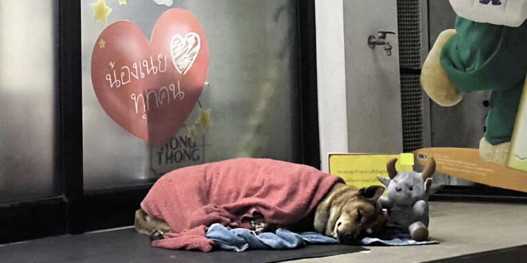 From Waiting Outside a 7-Eleven to Living in a Palace: Moo Dang’s Journey of Loyalty and Hope
