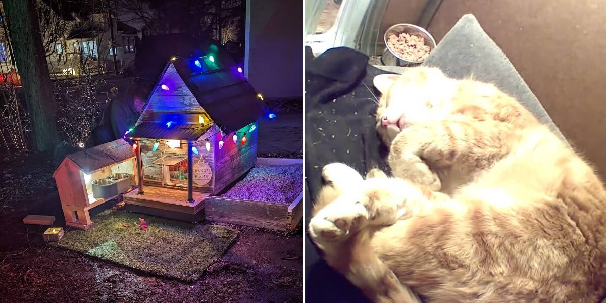 A Feral Cat Was Too Afraid To Come Inside. So A Man Built Him His Own Tiny, Heated House.