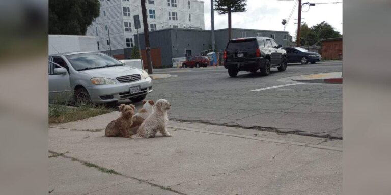 The Story of Three Dog Siblings Who Refused to Be Rescued Separately