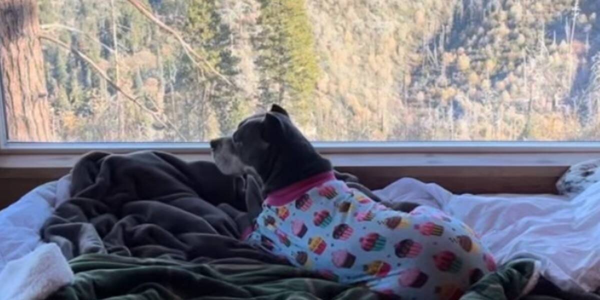 Our Rescue Pittie Was Abandoned In The Woods, So We Took Her On The Glamping Trip Of Her Dreams.