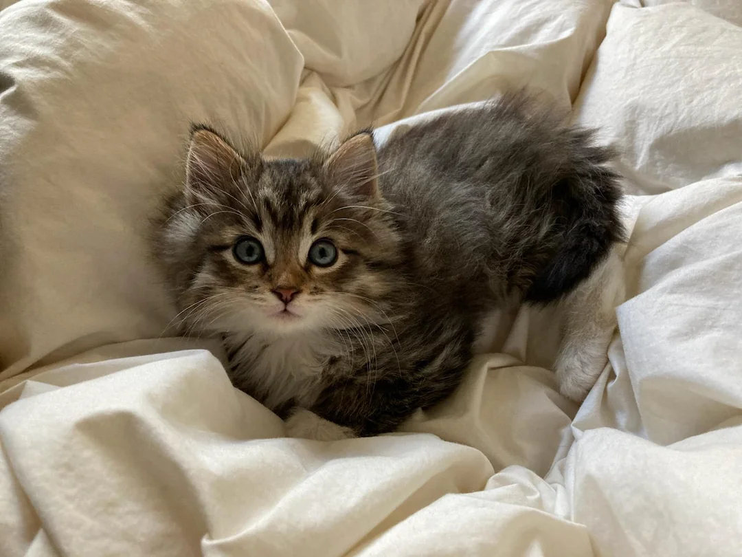 She Thought She Was Saving An Abandoned Kitten. The Truth Was So Much Wilder.