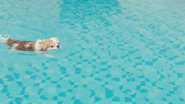 How a French Bulldog Who Shouldn’t Swim Learned to Love the Water