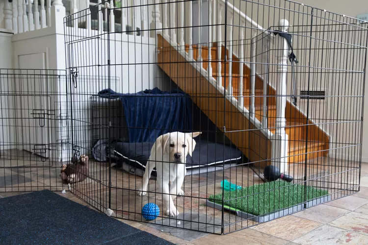 From a Shattered World to a Full Heart: The Detailed Journey of a Senior Dog’s Second Chance