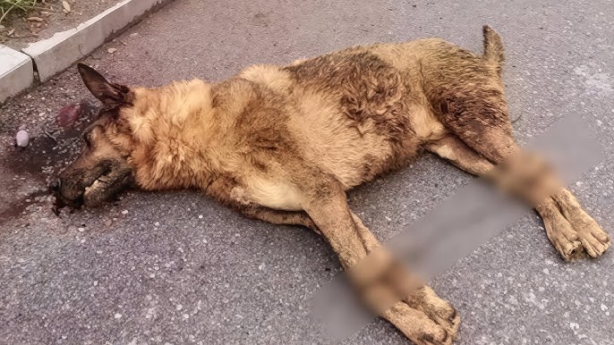The Superhero of the Voiceless: A Broken Dog’s Incredible Journey from Fear to Love