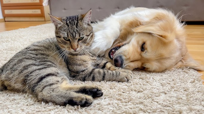 She Was A Broken Rescue Dog. She Healed Her Own Heart By Becoming A Mother To Orphaned Kittens.