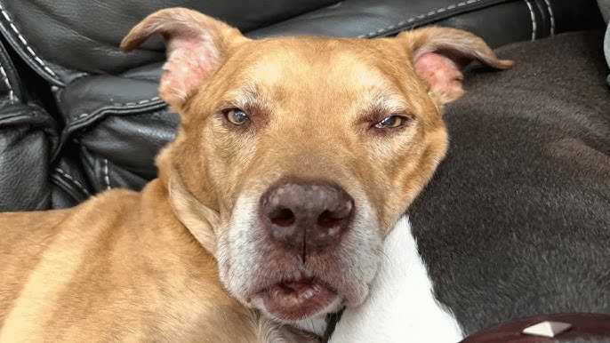 The Shelter’s Deadline Passed. The Rescuer Had Failed. Then Came the Phone Call That Changed Everything