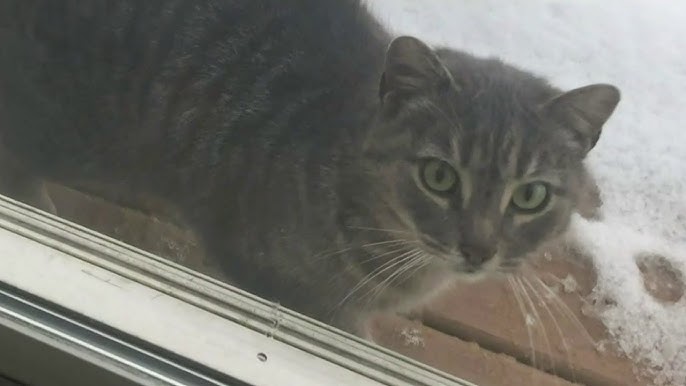 The Oven Door Miracle: Cat Found Alive After Texas Floods Brings Hope to a Shattered Community