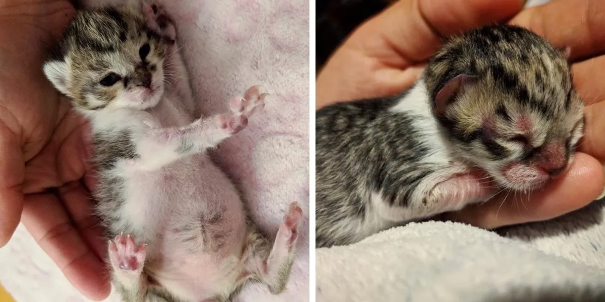 The Heartwarming Story of a Dedicated Rescuer Who Smothers His Tiny Kitten with Care on the Unforgettable Journey to His Forever Home.