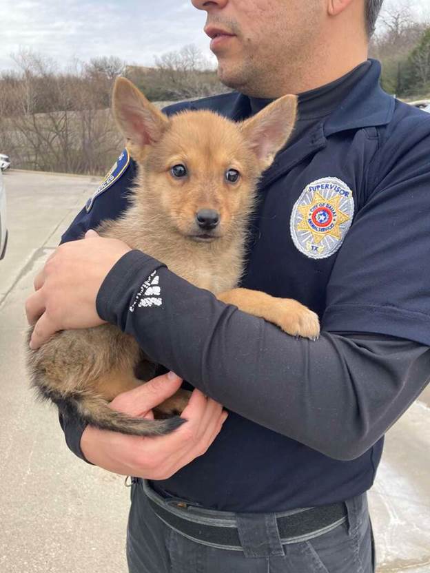 Dumpster Discovery: Rescuers Stunned by a Strange Creature That Turned Out to Be a Sweet Dog