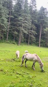 The story of a wild pony rescued from a horrific phone cable entanglement who is now healing at a sanctuary.