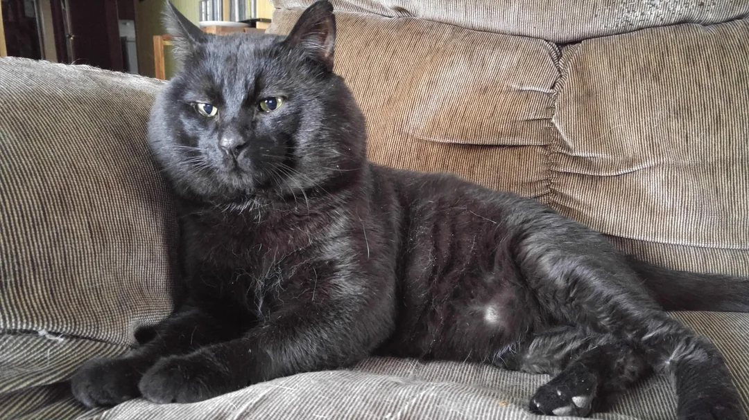 He’s Got the Jowls of a Tomcat and the Heart of a Teddy Bear