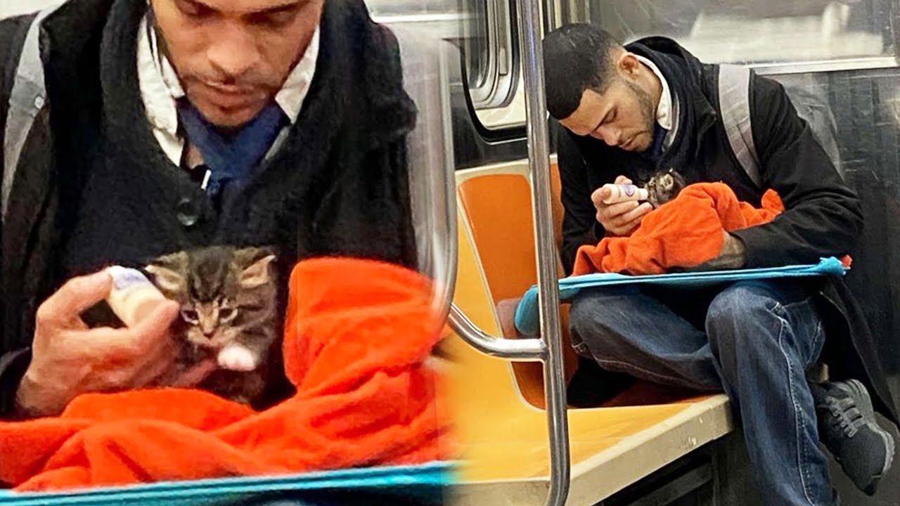 In the Middle of a Noisy Subway, a Stranger’s Quiet Act of Love for a Tiny Kitten Restored Faith in Humanity.