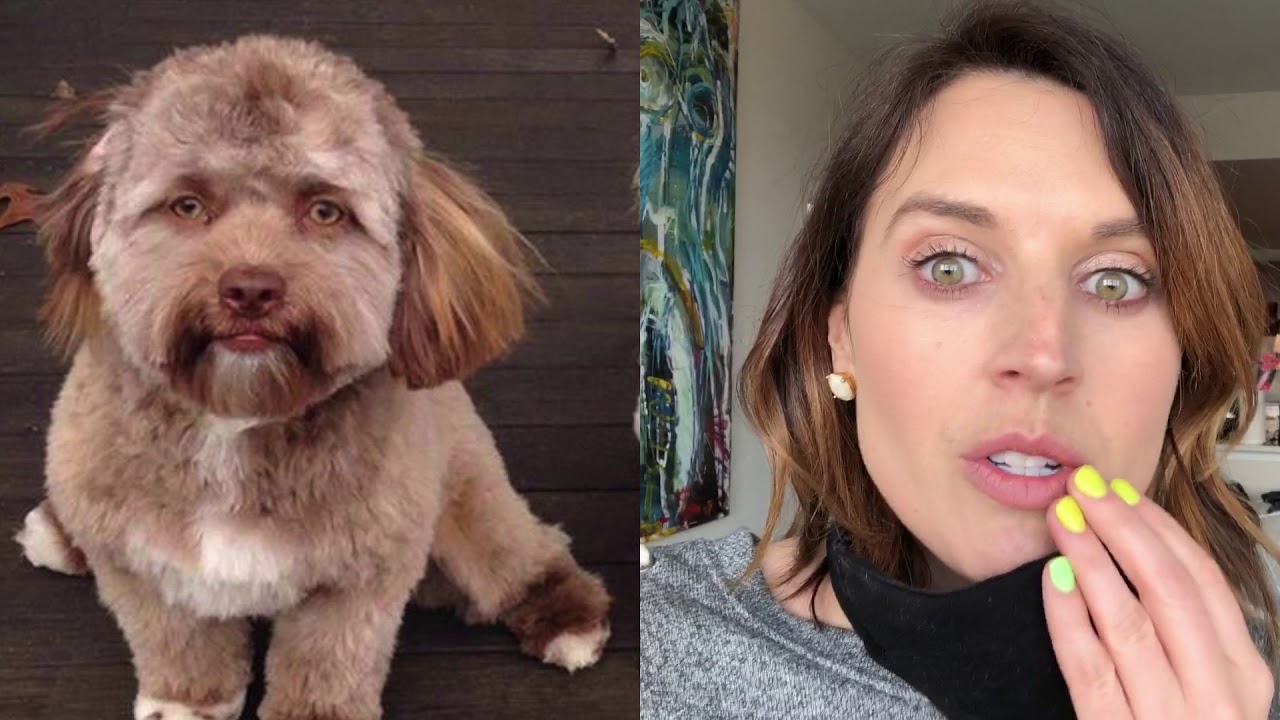 The Dog With a Human Face That Has Everyone Both Laughing and Freaking Out
