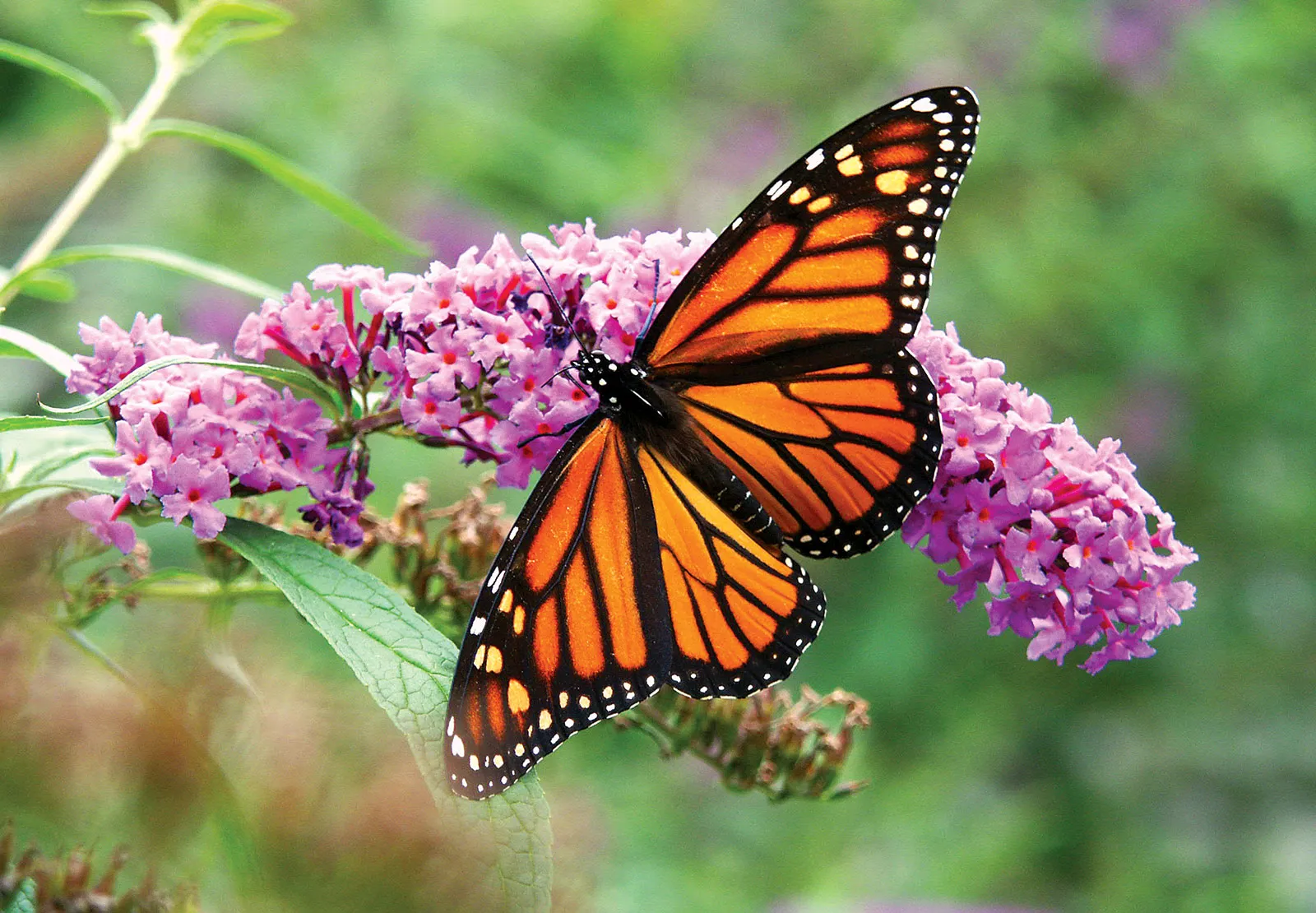 She Picked Up Her Dog’s Forgotten Toy and Found a Butterfly Inside Who Had Never Known the Sky