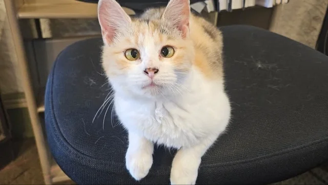 From Library Mascot to Shelter Star: Pepper the Kitten’s Search for Her Forever Chapter