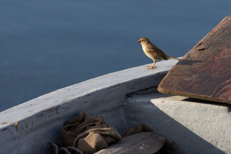 The Heartwarming Tale of a Woman and the Lost Bird She Rescued at Sea.