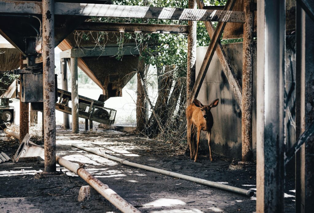 Captivating scene of a deer in an abandoned, rusty factory. Nature meets decay.