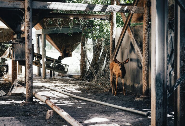 Captivating scene of a deer in an abandoned, rusty factory. Nature meets decay.