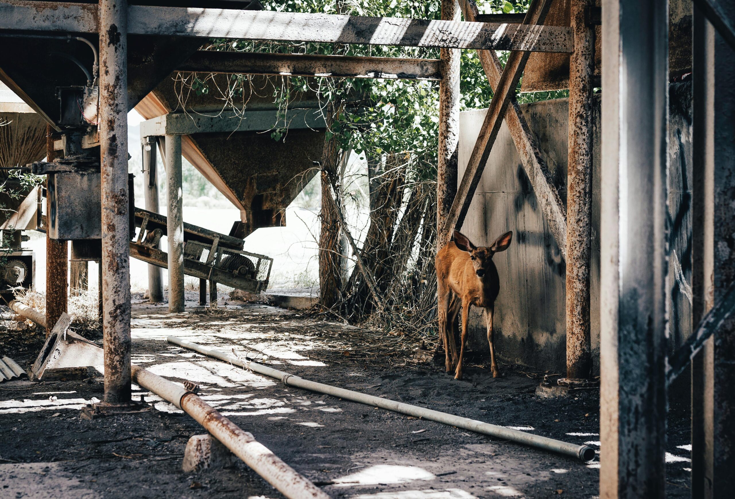 The Deer and the Unexpected Guardian
