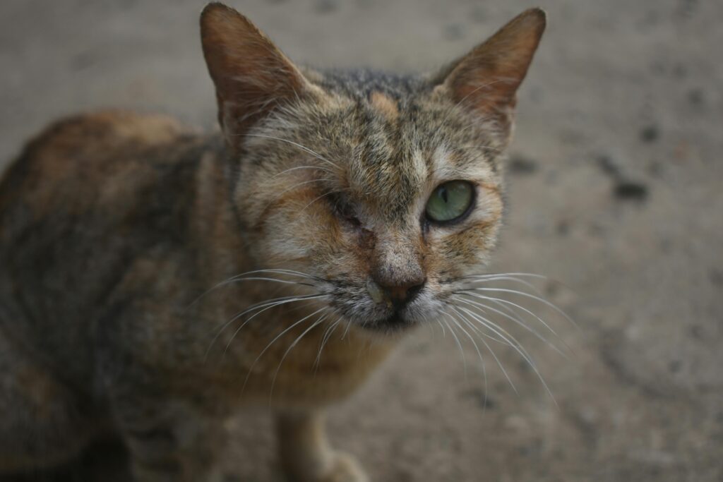 Close-up of a one-eyed tabby cat displaying resilience in a natural setting.