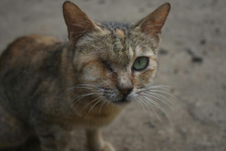 Close-up of a one-eyed tabby cat displaying resilience in a natural setting.