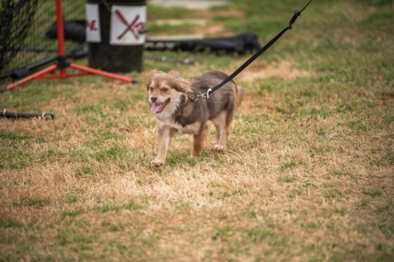 Small Brown Dog on Leash