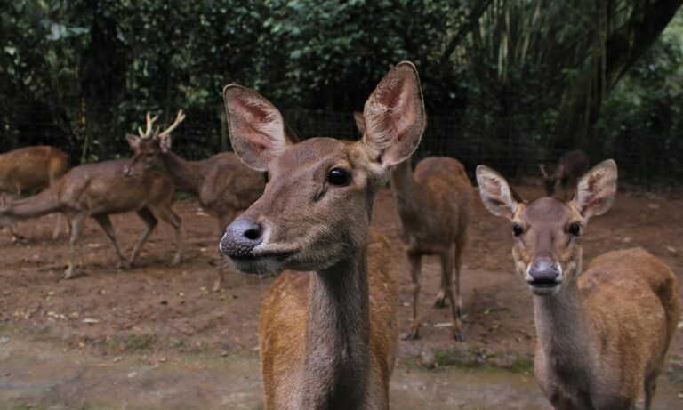 A group of deer in an Indonesian forest, demonstrating natural wildlife behavior.