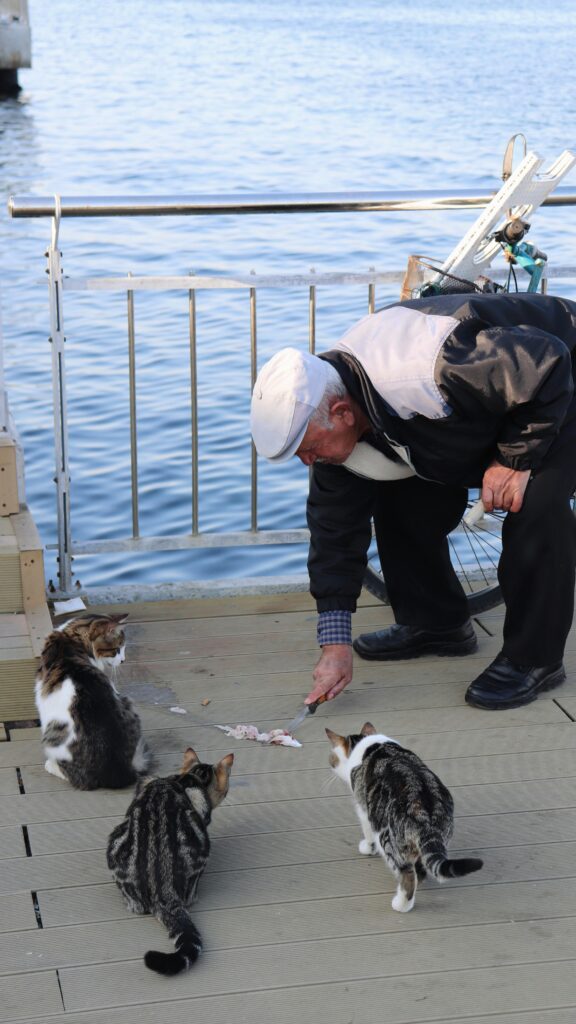 Senior man feeding stray cats by the waterfront on a sunny day.