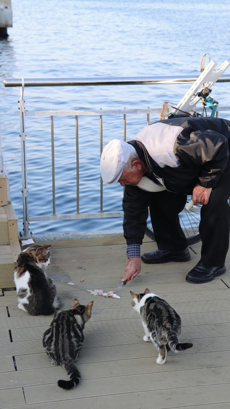 Senior man feeding stray cats by the waterfront on a sunny day.