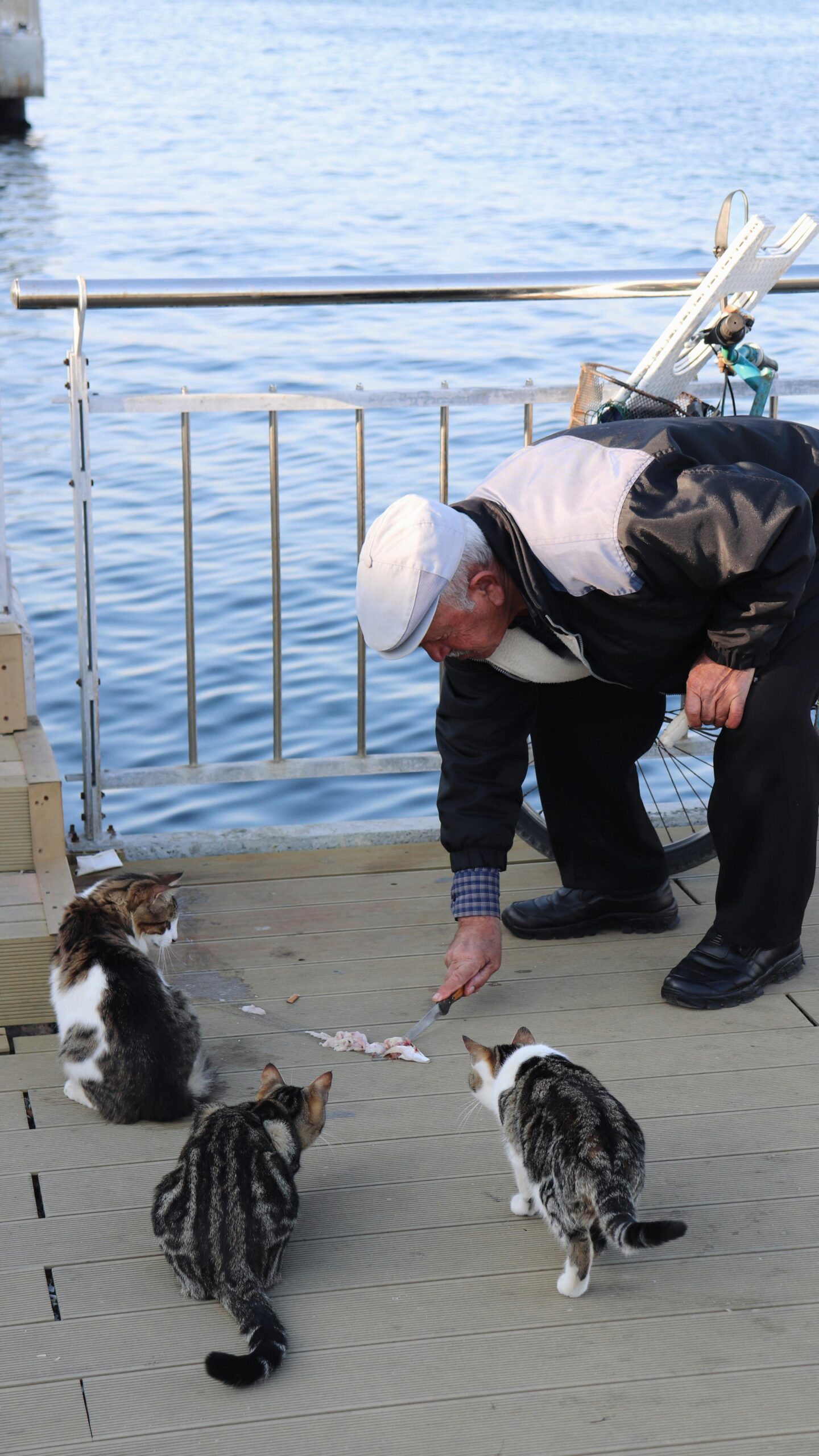 The Cat Who Chose Us