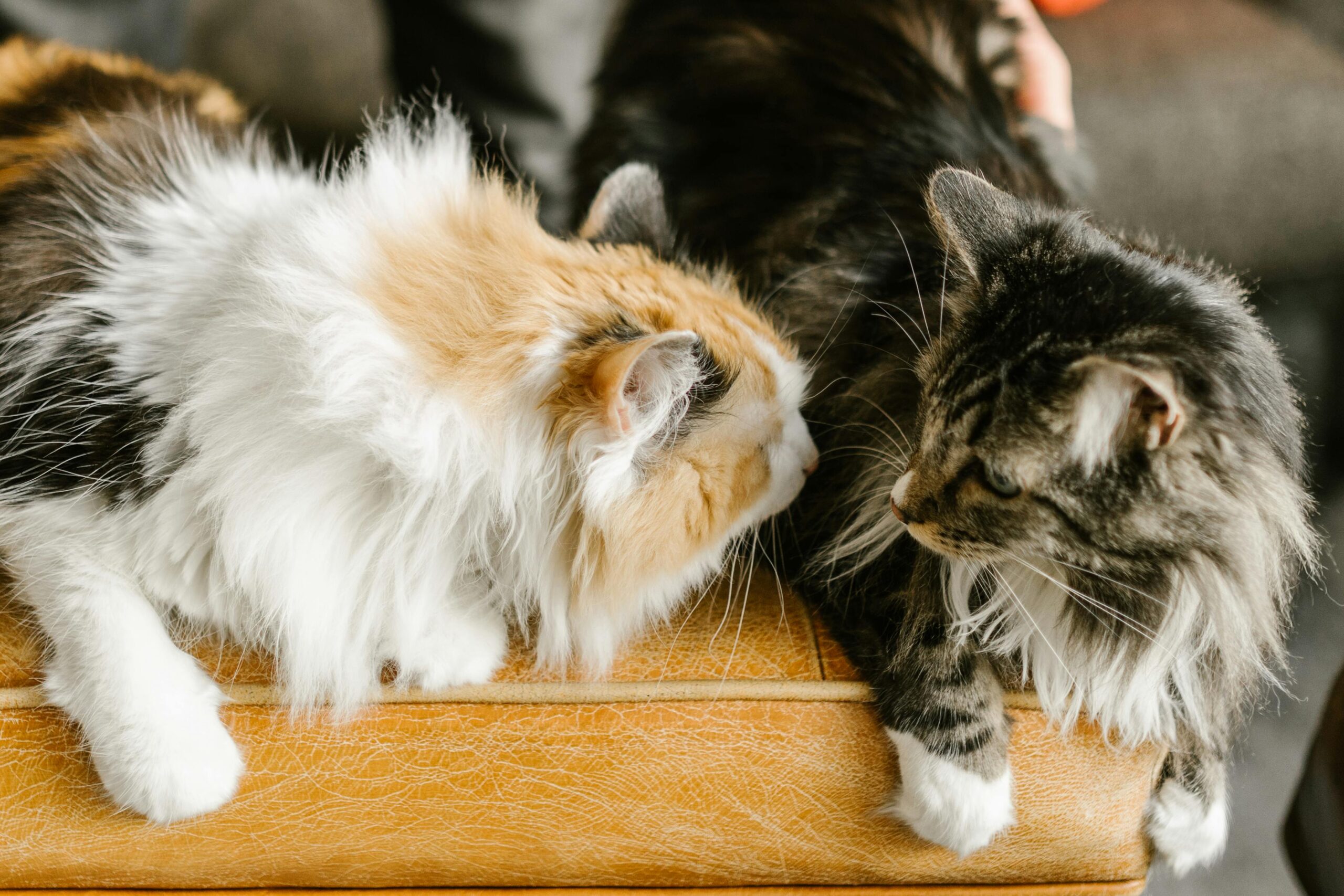 Bobby Flay’s Feline Family: A Celebrity Chef’s Life as a Cat Dad