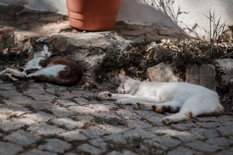 Charming scene of two cats sleeping on cobblestone in dappled sunlight, exuding warmth and relaxation.