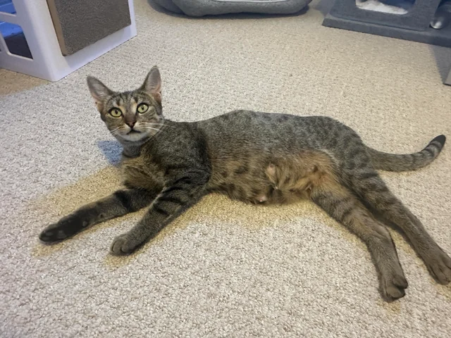A Paw From Heaven: How a Grieving Man Found Healing Through an Unexpected Shelter Cat