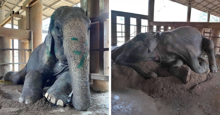 After Eight Decades of Labor, Grandma Somboon Finally Finds Rest