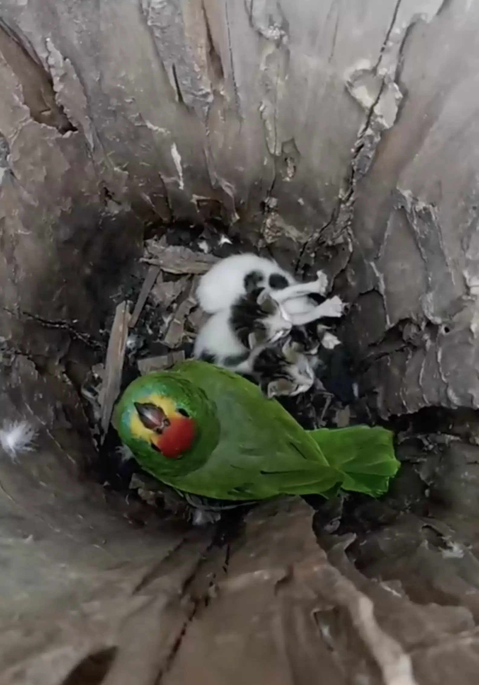 A Parrot Was Rescued 14 Years Ago. She Just Paid It Forward for Three Tiny, Abandoned Kittens.