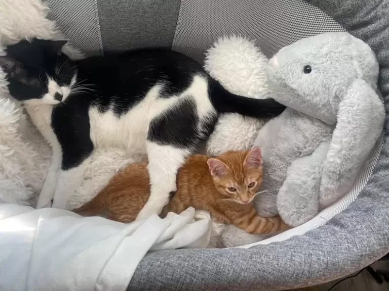 A Worried Mom Checked Her Pet Cam and Saw the Silent, Loving Promise One Cat Brother Made to Another