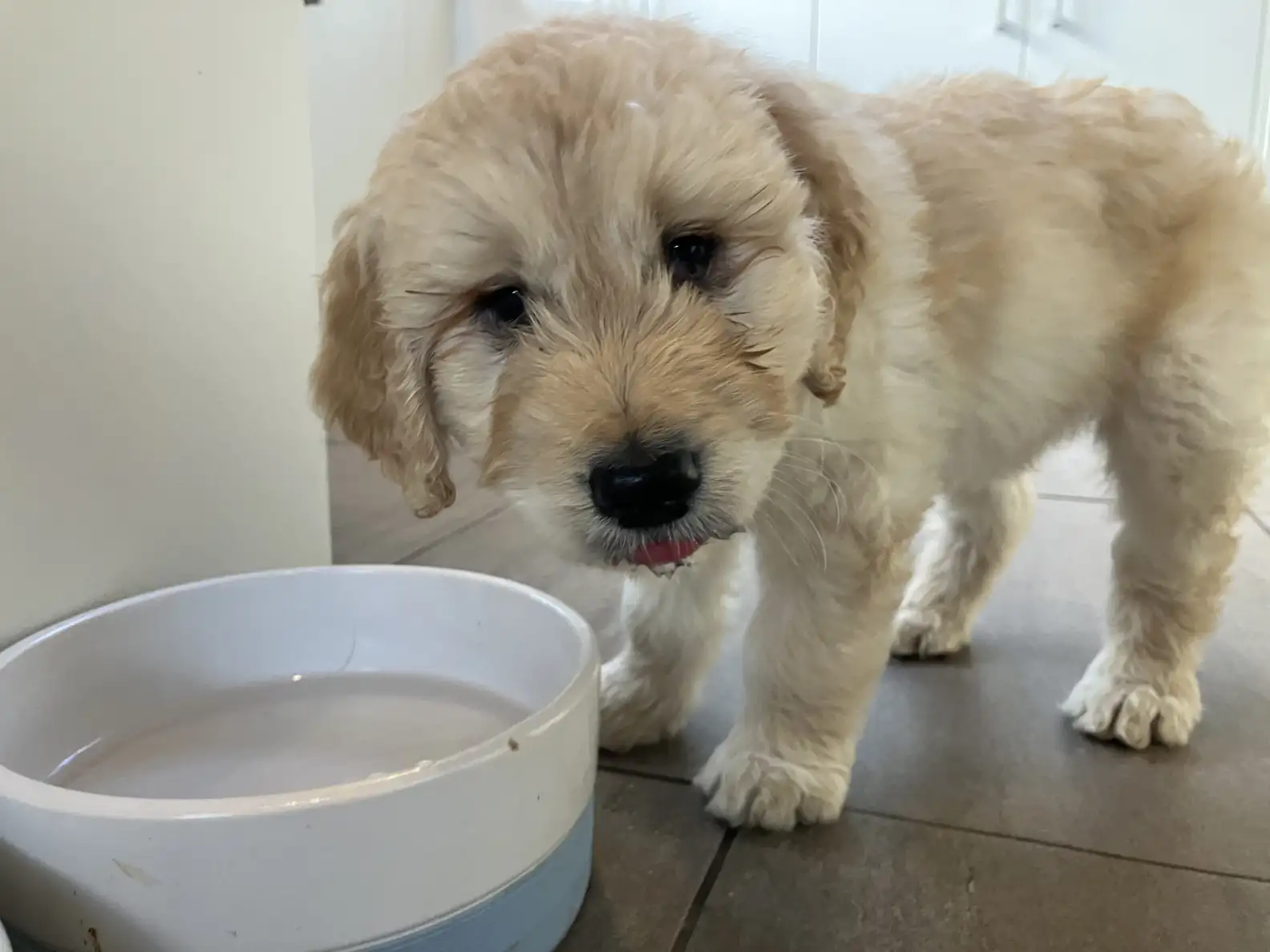 The Puppy They Wanted to Euthanize — The Vet Who Gave Him a Second Chance at Life