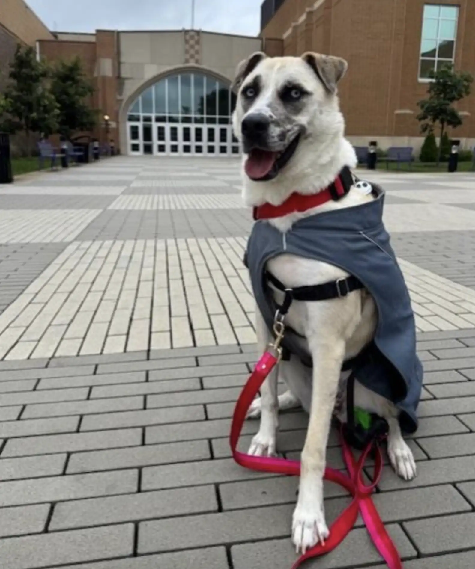 The Queen in Waiting: How a Forgotten Shelter Dog Finally Found Her Crown