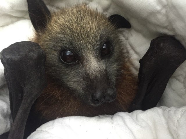 She Opened Her Nightstand for a Book. Instead, She Found a Tiny, Wild Houseguest