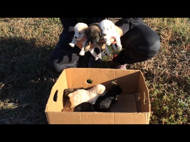 Someone Left A Box On The Curb. Inside, Seven Terrified Souls Were Clinging To Each Other