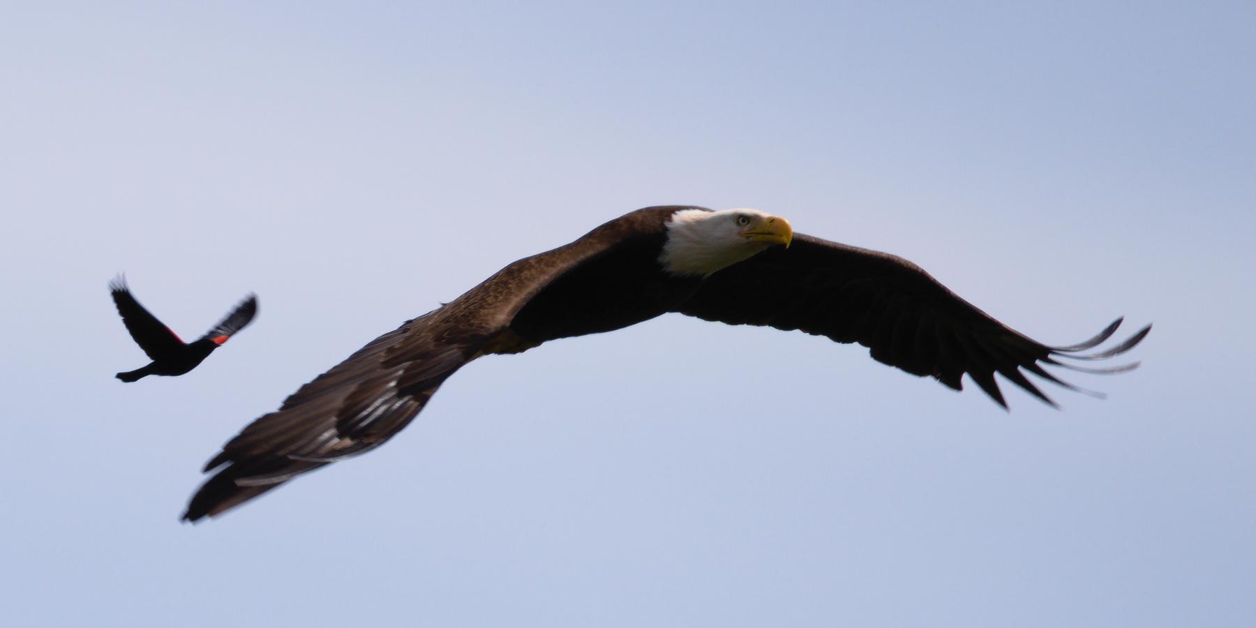Who Really Wrecked the Bird Feeder? A Backyard Mystery With Six Suspects