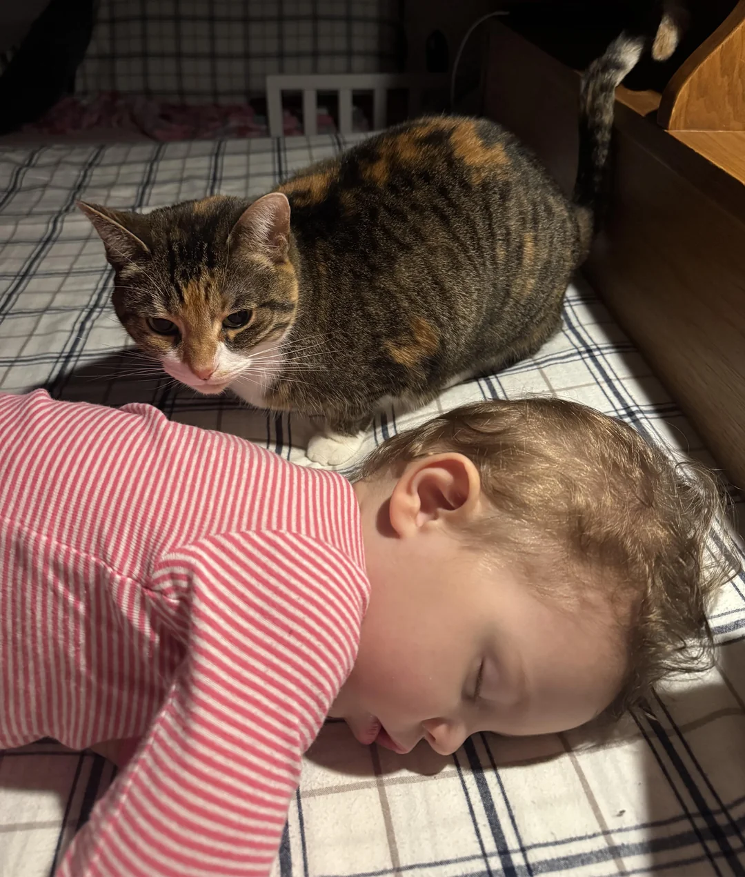 They Worried Their Feisty Cat Would Reject Their New Baby. Instead, She Became Her Seeing-Eye Cat.