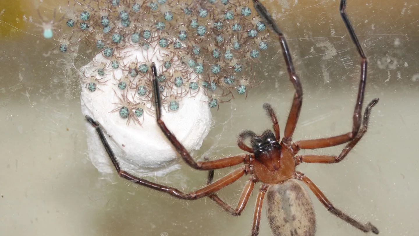 The Huntsman Who Moved In: How One Giant Spider Became Part of the Family