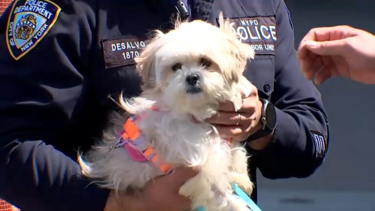 From Flames to Family: A Car Fire Accidentally Leads to a Dog’s Miraculous Rescue