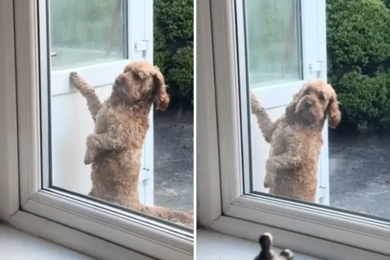The Little Dog Who Knocked on Doors for Love